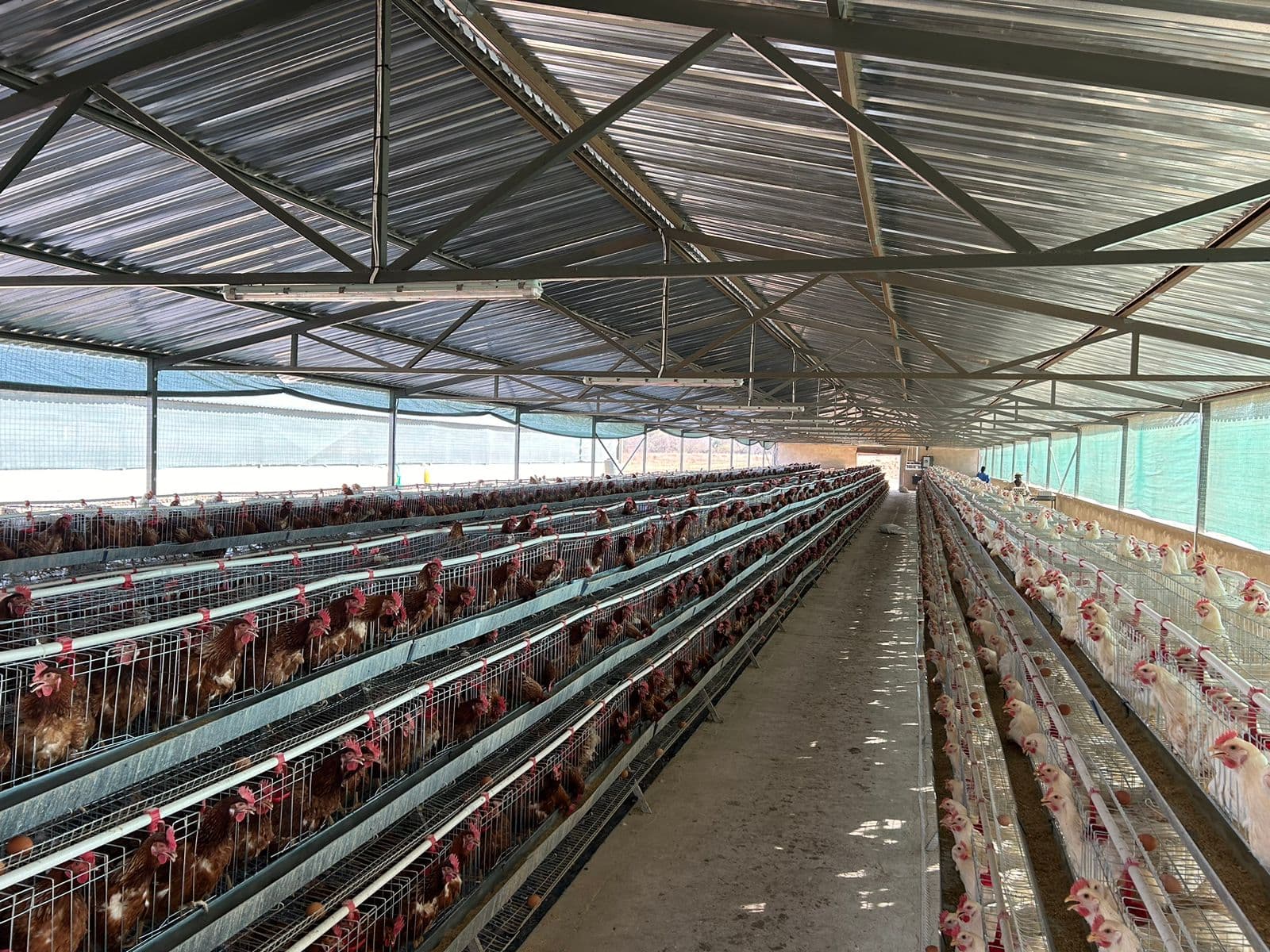 Daily Farm Activities